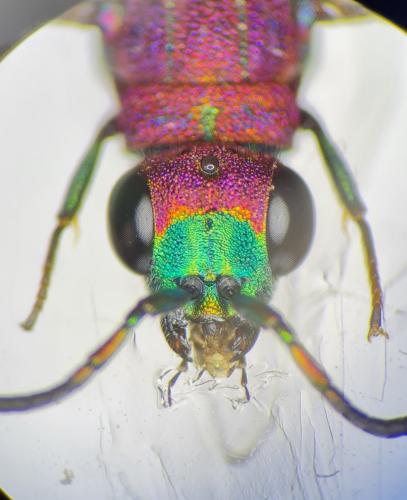 Chrysura purpureifrons